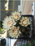gymnocalycium baldianum zuti cvijet